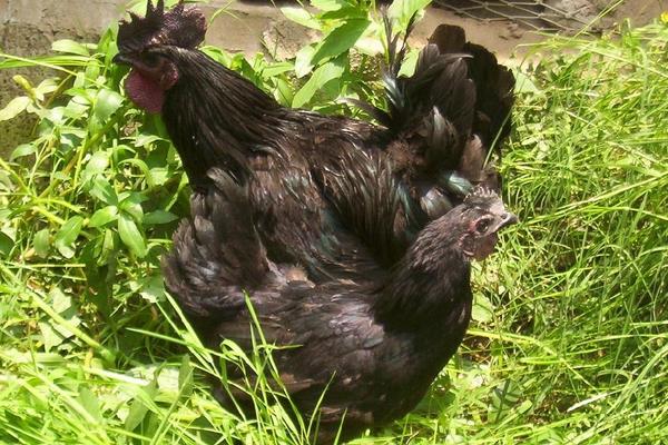 2018养绿壳蛋鸡赚钱吗?绿壳蛋鸡养殖的利润与投资成本及前景预测