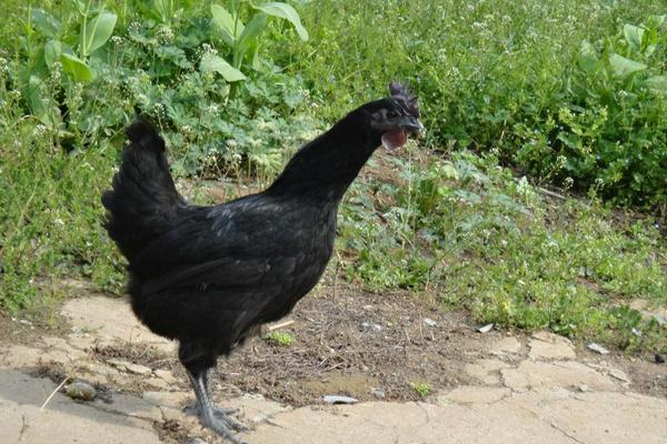 2018养绿壳蛋鸡赚钱吗?绿壳蛋鸡养殖的利润与投资成本及前景预测