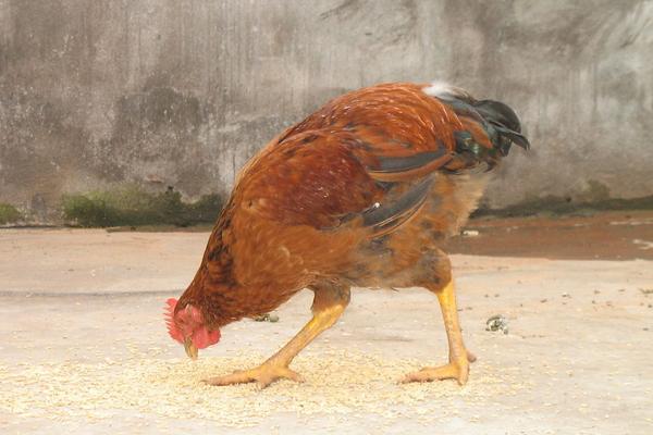 2018养蛋鸡赚钱吗？蛋鸡养殖的利润与投资成本及前景预测