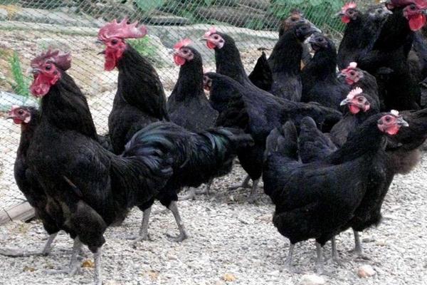 2018养绿壳蛋鸡赚钱吗?绿壳蛋鸡养殖的利润与投资成本及前景预测