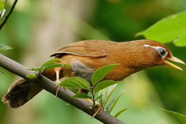 2018养画眉赚钱吗?画眉养殖的利润与投资成本及前景预测