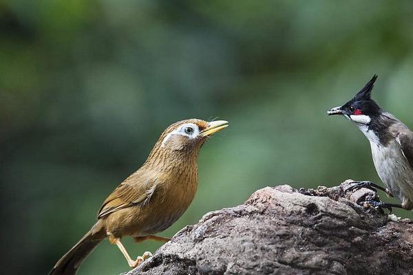 2018养画眉赚钱吗?画眉养殖的利润与投资成本及前景预测