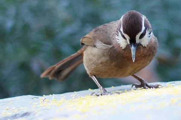 2018养画眉赚钱吗?画眉养殖的利润与投资成本及前景预测