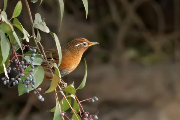 2018养画眉赚钱吗?画眉养殖的利润与投资成本及前景预测