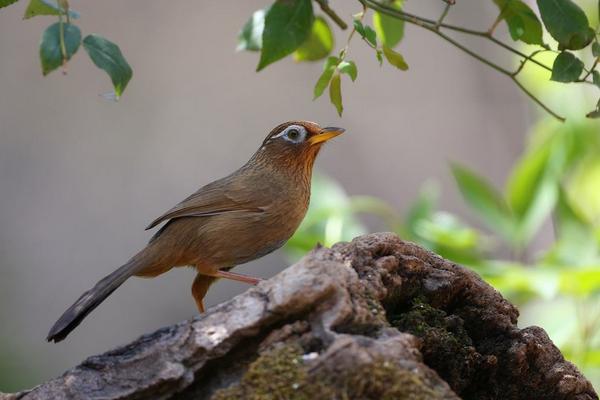 2018养画眉赚钱吗?画眉养殖的利润与投资成本及前景预测
