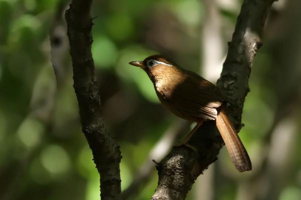 2018养画眉赚钱吗?画眉养殖的利润与投资成本及前景预测