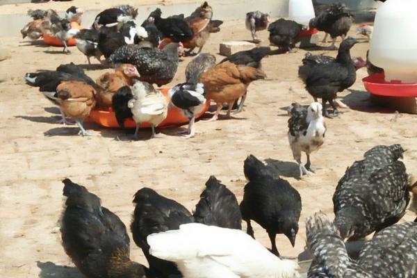 2018养绿壳蛋鸡赚钱吗?绿壳蛋鸡养殖的利润与投资成本及前景预测