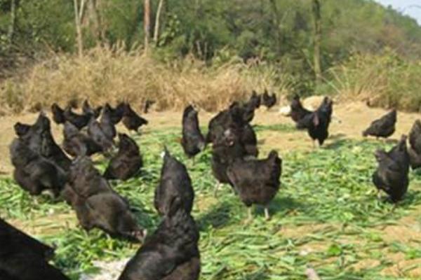 2018养绿壳蛋鸡赚钱吗?绿壳蛋鸡养殖的利润与投资成本及前景预测