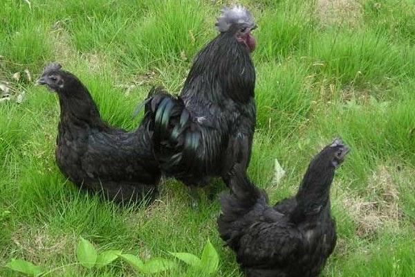 2018养绿壳蛋鸡赚钱吗?绿壳蛋鸡养殖的利润与投资成本及前景预测