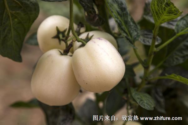 人参果盆景怎么种