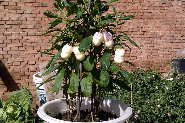 人参果怎么长成人形