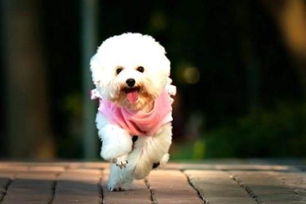 夏天天气太热 怎样给狗狗降温?