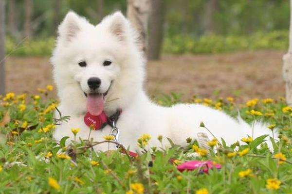 夏天天气太热 怎样给狗狗降温?