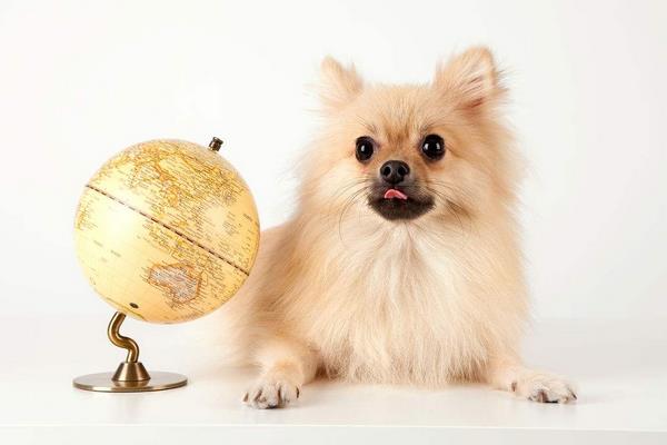 夏天天气太热 怎样给狗狗降温?