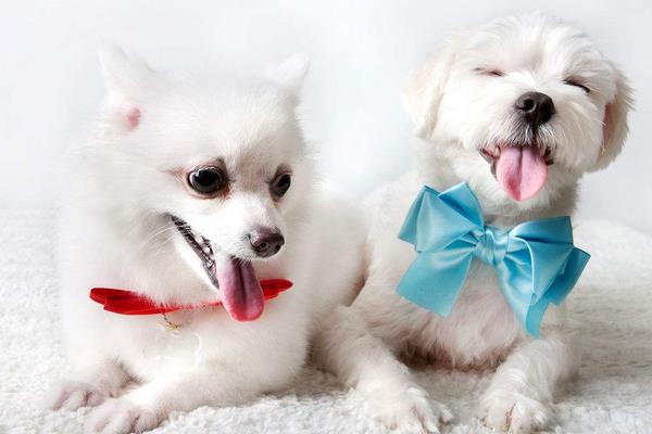 夏天天气太热 怎样给狗狗降温?