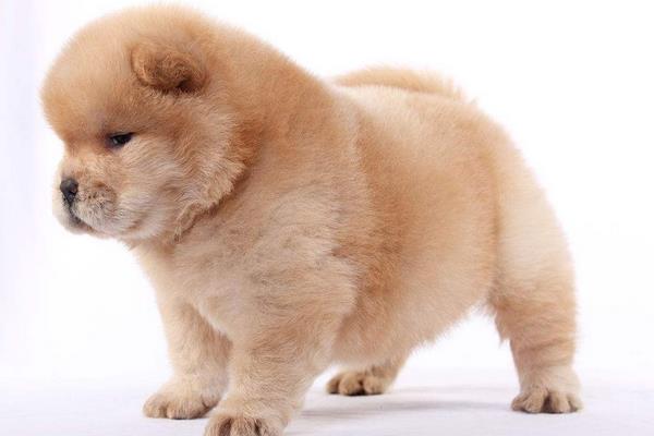 夏天天气太热 怎样给狗狗降温?