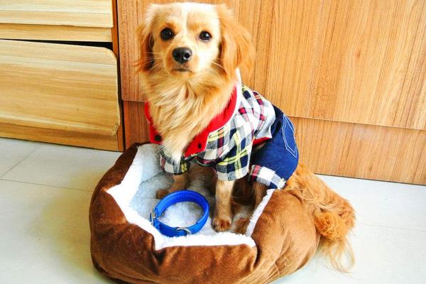 夏天天气太热 怎样给狗狗降温?