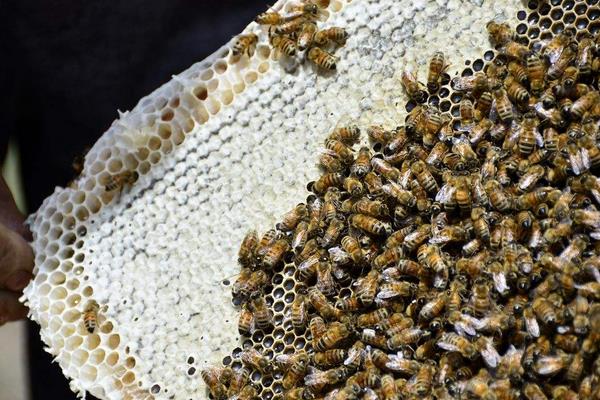 2015养蜂赚钱吗?2015蜜蜂养殖前景及市场价格分析