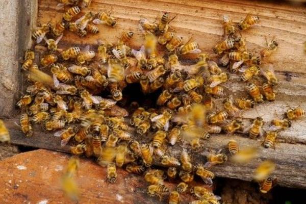 2015养蜂赚钱吗?2015蜜蜂养殖前景及市场价格分析