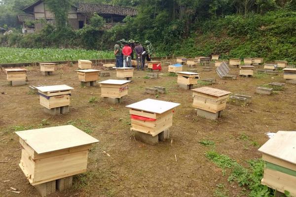 2015养蜂赚钱吗?2015蜜蜂养殖前景及市场价格分析