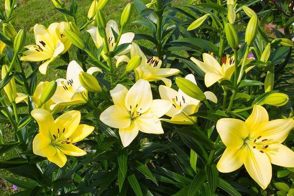 种一亩百合花能赚多少钱?种百合花的成本和利润