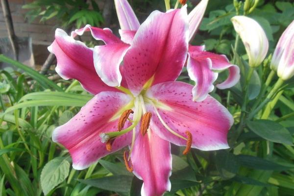 种一亩百合花能赚多少钱?种百合花的成本和利润