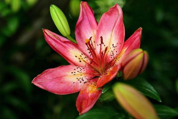 种一亩百合花能赚多少钱?种百合花的成本和利润