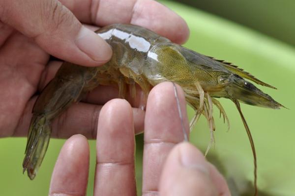 2018养虾赚钱吗?养虾的利润与投资成本及前景预测