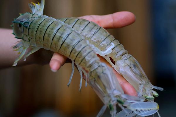 2018养虾赚钱吗?养虾的利润与投资成本及前景预测