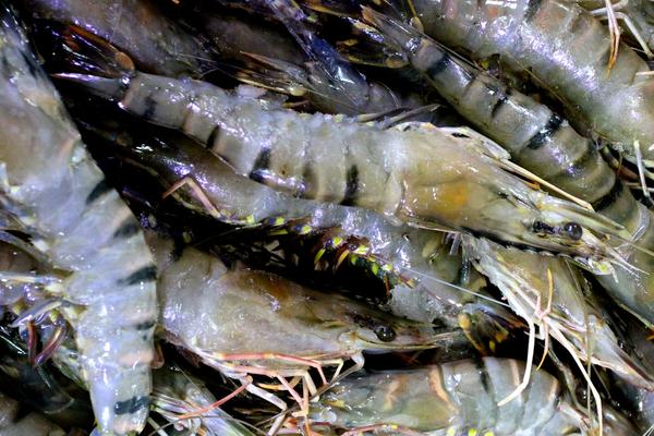 2018养虾赚钱吗?养虾的利润与投资成本及前景预测