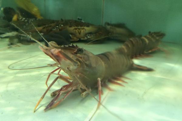 2018养虾赚钱吗?养虾的利润与投资成本及前景预测