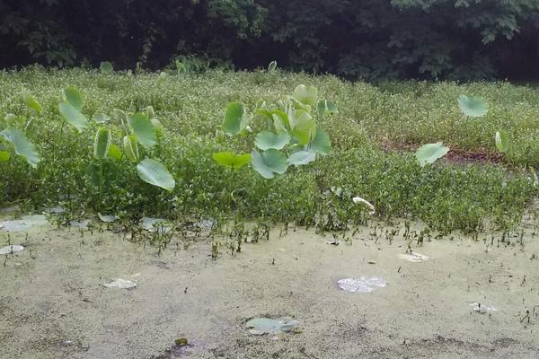 2018养虾赚钱吗?养虾的利润与投资成本及前景预测