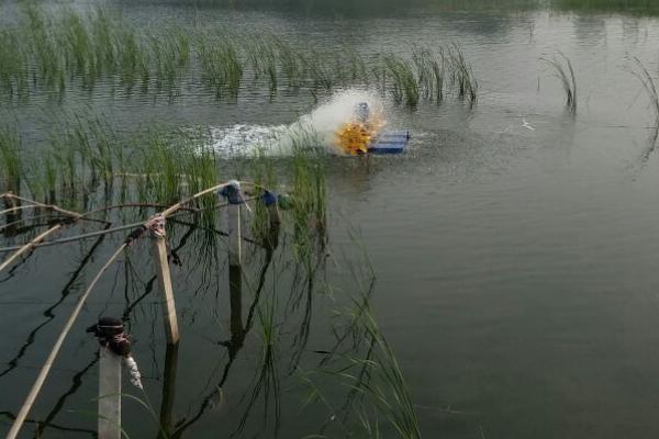 2018养虾赚钱吗?养虾的利润与投资成本及前景预测