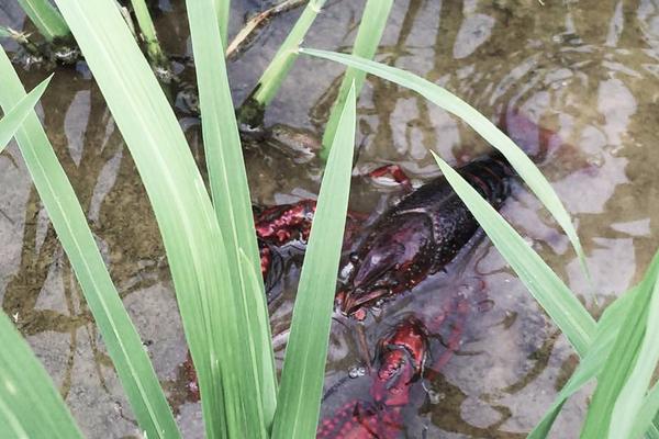 2018养小龙虾赚钱吗?小龙虾养殖的利润与投资成本及前景预测