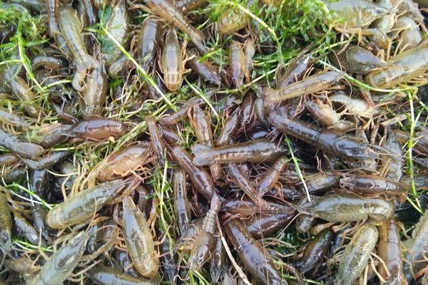 2018养小龙虾赚钱吗?小龙虾养殖的利润与投资成本及前景预测