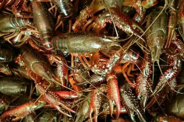 2018养小龙虾赚钱吗?小龙虾养殖的利润与投资成本及前景预测