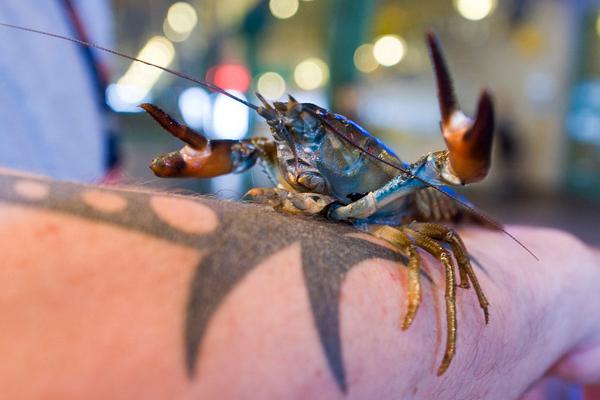 2018养小龙虾赚钱吗?小龙虾养殖的利润与投资成本及前景预测