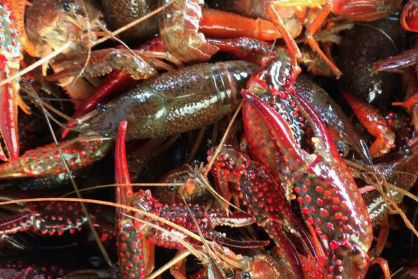 2018养小龙虾赚钱吗?小龙虾养殖的利润与投资成本及前景预测