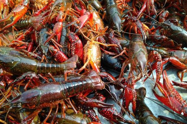 2018养小龙虾赚钱吗?小龙虾养殖的利润与投资成本及前景预测