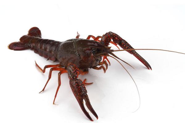 2018养小龙虾赚钱吗?小龙虾养殖的利润与投资成本及前景预测