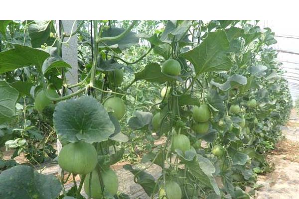 甜瓜科学种植技术