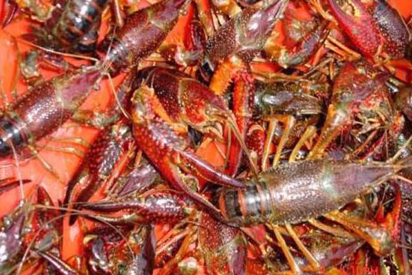 养小龙虾的利润