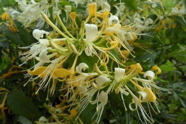 2017种植金银花前景到底怎么样？