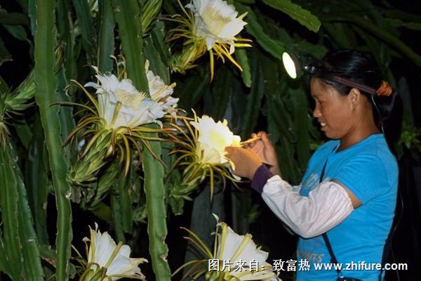 火龙果人工授粉