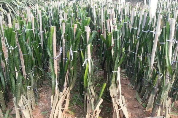 火龙果的种植与管理技术