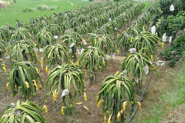 火龙果的种植与管理技术