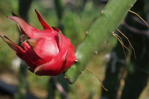 火龙果种植技术视频