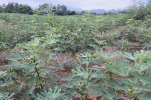 无花果种植前景