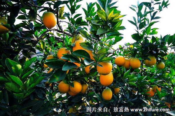 脐橙栽培管理技术