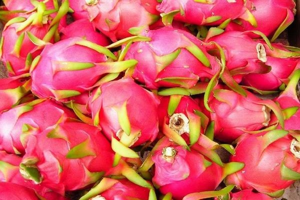 怎么挑选火龙果